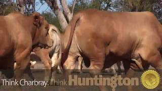Huntington Charbray's Bull Sale Preview 2019