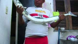 zambaia no titanzinho