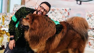Boss are 90 kg si este cel mai frumos Mastiff Tibetan din lume