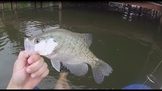 Crappie Fishing-- Dock shooting for lot's of crappies