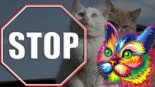 Коты ПИДОРЫ