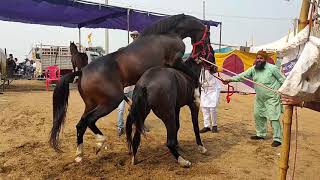 New Horse Mating Video in Pushkar Fair 2019 || Stallion Gabbar sired by Kala kanta