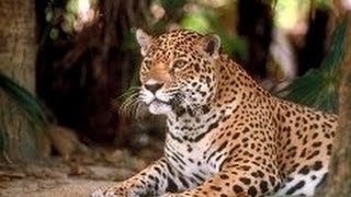 Большие кошки. Леопарды. Дикие хищники. Документальный фильм.