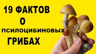 19 фактов о псилоцибиновых грибах