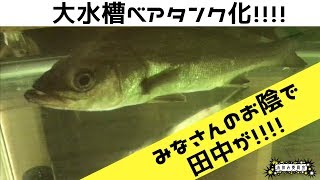 お休み委員会【シーバスアクアリウム】〜田中が目デカ病になった。。。薬浴五日目の効果は？大水槽ベアタンク化もやりました！！