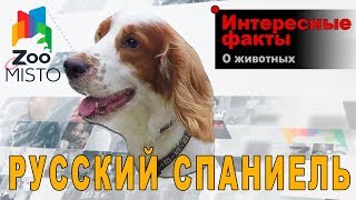 Русский Охотничий Спаниель - Интересные факты о породе