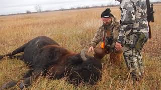 Bison Hunting