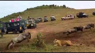Migration update from the Mara Triangle by Mara Serena Safari Lodge team