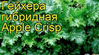 Гейхера гибридная Эпл Крисп. Краткий обзор, описание характеристик heuchera Apple Crisp