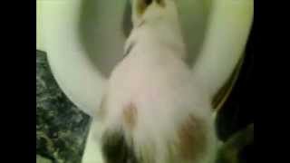 Funny crazy cat