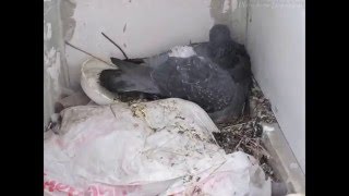 Рождение голубей