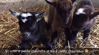 Mise bas triplés chèvre