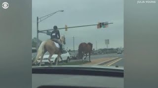 Teen equestrian chases after horse on busy highway