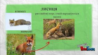 звірі навесні