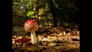 Трип с мухоморами (1 часть) Первый опыт чаепития)) #мухоморы #трип