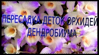 ПЕРЕСАДКА ДЕТОК ОРХИДЕИ ДЕНДРОБИУМ [ч1]