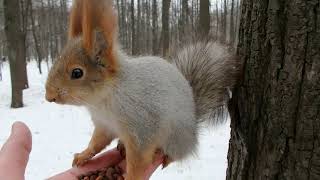 Почти знакомая белка / An almost familiar squirrel