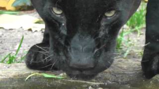 Black jaguar close-up drinking /Schwarzer Jaguar trinkt Nahaufnahme/ Panther big cat -Raubkatze