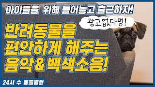 반려동물을 편안하게 해주는 음악과 백색소음 10시간 ★중간광고없음★ [24시수동물병원]