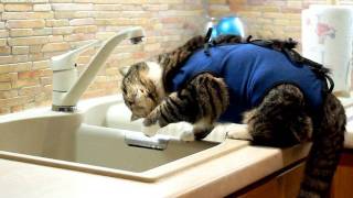 Смешные кошки  / Funny cats Betty&Cessy