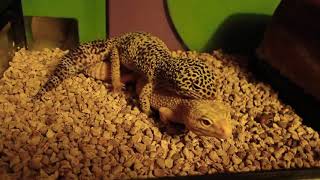Leopard Gecko Mating. Lizard Mating. Animal Mating