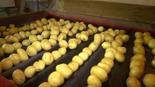 Картофель собирают, чистят и фасуют! Как готовят к продаже картошку в Беларуси?