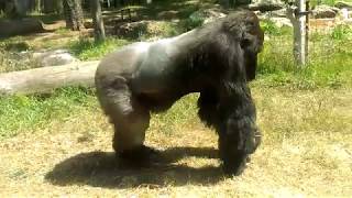 Ramat Gan Safari Park Israel 2017