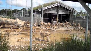 Tallinn ZOO!