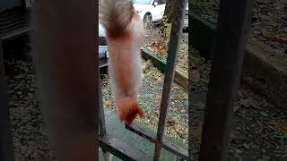 Копия лазает по забору / Copy climbs the fence