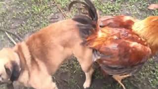 Animals mating | different animals mating 2019