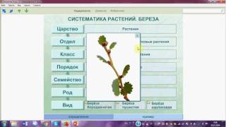 Систематика растений. ОГЭ. ЕГЭ. Биология.