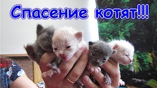 Спасаем котят. Морковка их бросила! (04.19г.) Семья Бровченко.