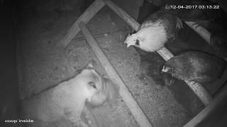 Bobcat wipes out my entire flock of chickens in two hours