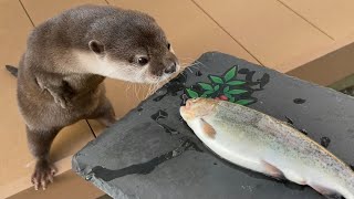 カワウソさくら 大きなニジマスを欲しがりすぎるカワウソ otter who wants a big rainbow trout too much