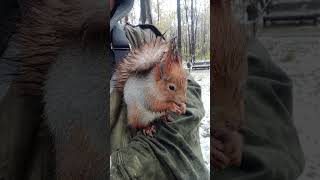 Ушастик ест орех у меня на руке / Ushastik eats a nut on my hand