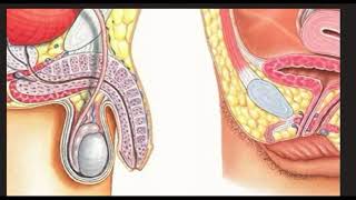 Penis to Vagina Vol  2 with biokinesis at the end