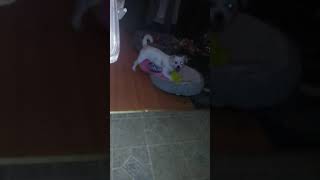 Puppy humping a Jolly Rancher pillow.