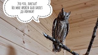 Мешок листьев для маленьких сов