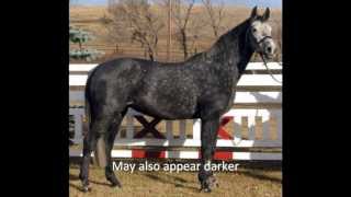 A Guide to Horse Colors