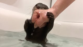 運動量が非常に多い、カワウソとのお風呂 Bathing with a very athletic otter