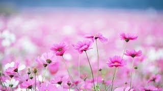 Футаж фон footage hd background фон для монтажа видео цветы