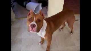 Want to take bath? Puppy Dog Pit Bull
