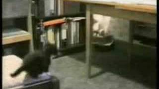 Cuando los gatos atacan...