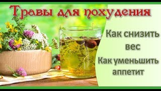 Травы для похудения. Как снизить вес? Как уменьшить аппетит? Ольга Спиридонова