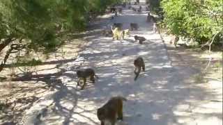 Nha Trang -Vietnam - Monkey Island- Feeding Wild Monkeys