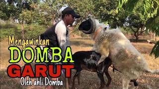 4 Ronde! Domba Garut Kawin