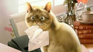 Реакция кота на валерьянку. Cat and Valeriana.