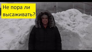 Когда можно высаживать томаты в теплицу? 