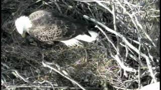 Belle Egg Hatched
