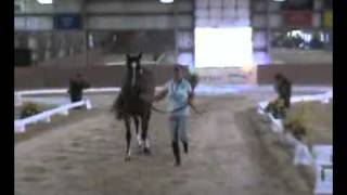 Rocky Mountain Show Jumping hosts its first FEI jog.